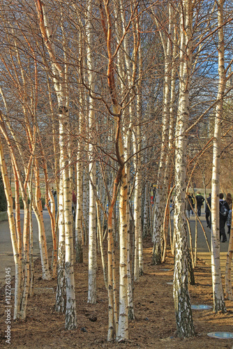 Obraz na płótnie White Birch Woods with Fallen Leaves Spring Day in London United Kingdom w salonie