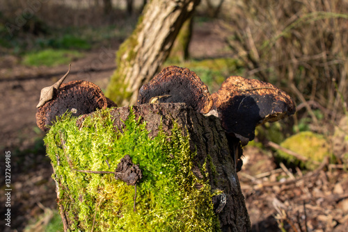 stump with mushrooms and moss in the forest