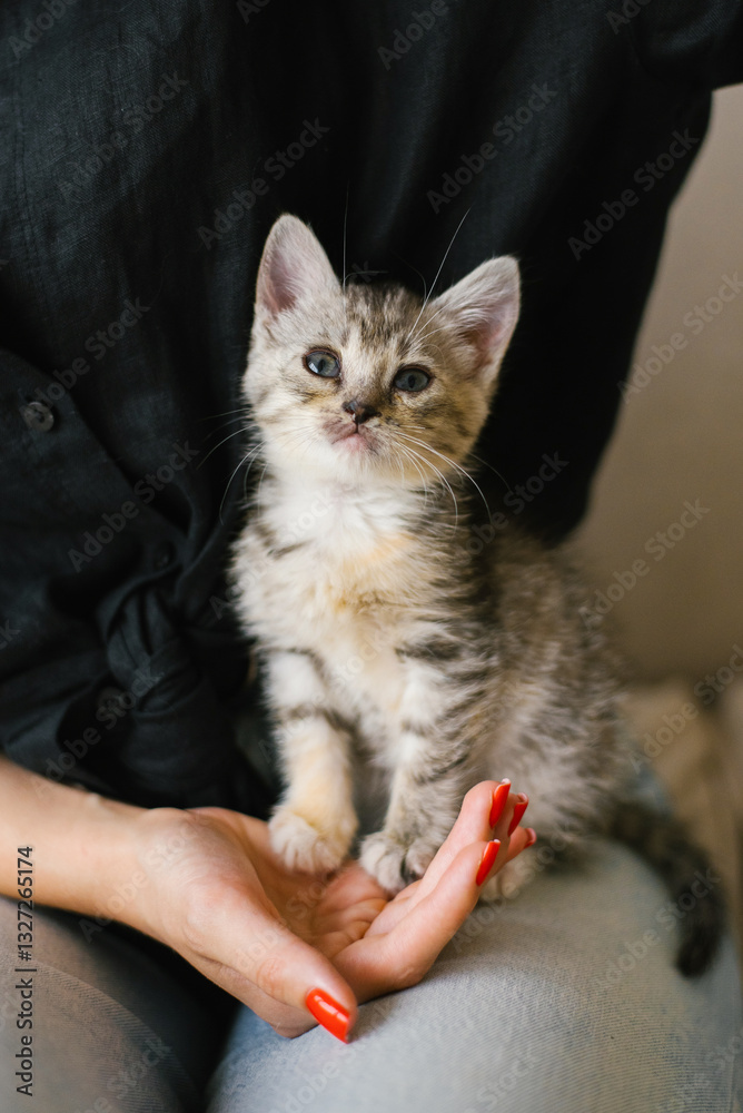 Striped Kitten Sitting Calmly In Hands