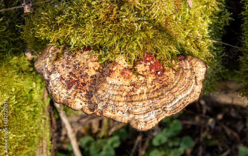 mushroom on tree in the forest