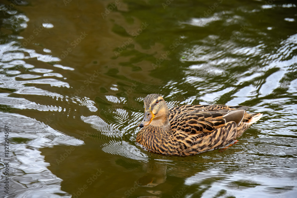 close up portrait of a female mallard duck swimming in The River Test Hampshire England close up portrait of a female mallard duck swimming in The River Test Hampshire England