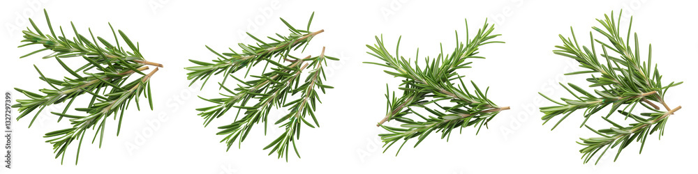 Fototapeta premium Set of Cluster of Rosemary Sprigs
