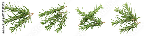 Set of Cluster of Rosemary Sprigs