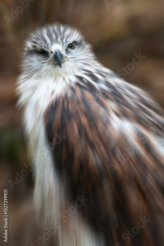 Rapace 21