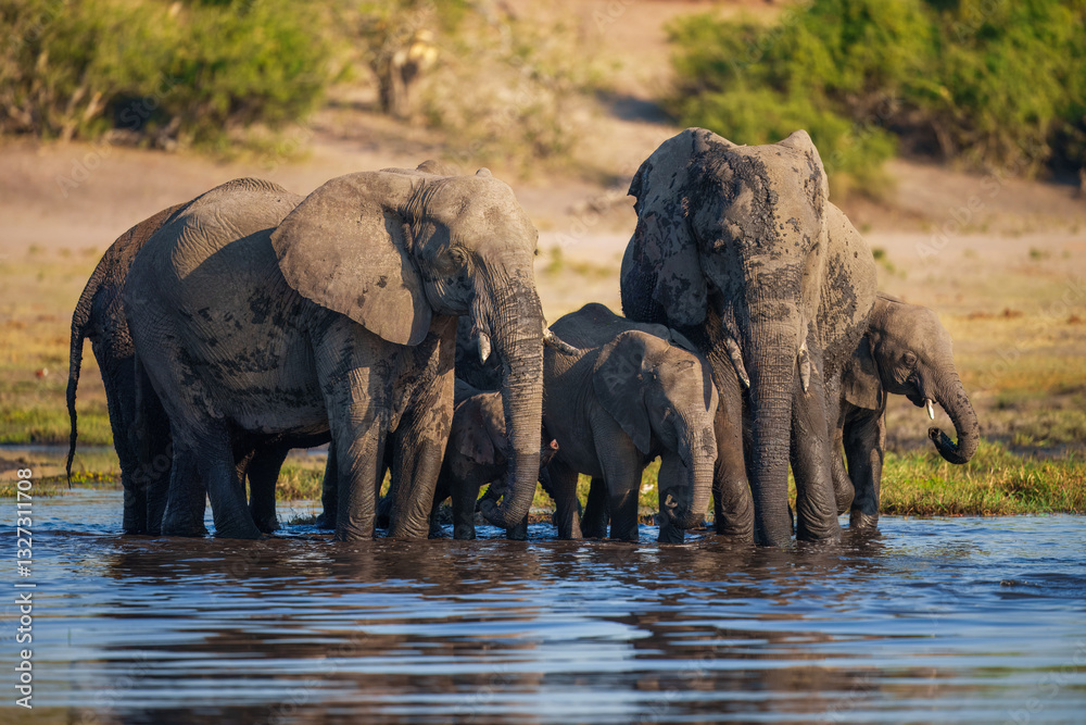 Fototapeta premium Elephants with baby in Moremi game reserve Africa, Elephants taking a bath in a water poolwith mud, eating green grass. African Elephants in landscape, green Africa, Botswana