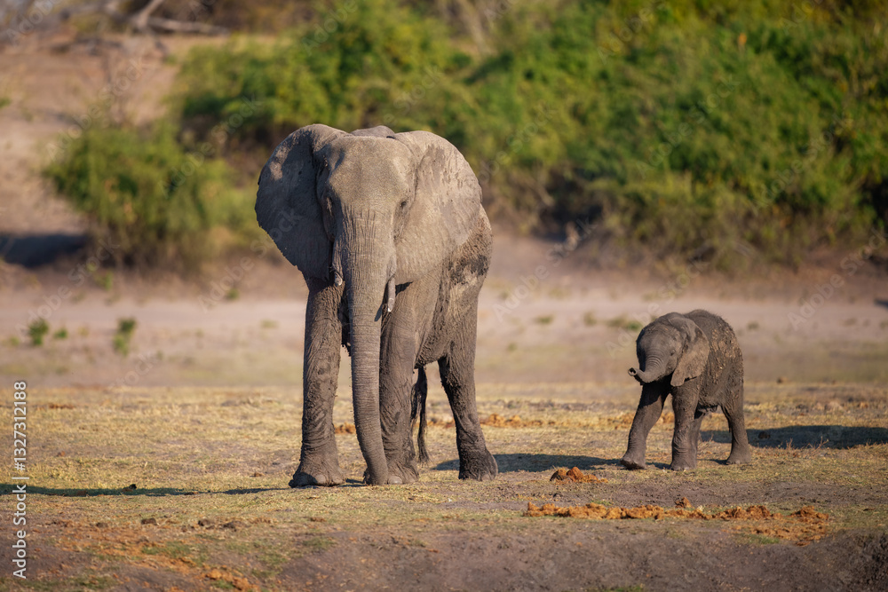 Fototapeta premium Elephants with baby in Moremi game reserve Africa, Elephants taking a bath in a water poolwith mud, eating green grass. African Elephants in landscape, green Africa, Botswana