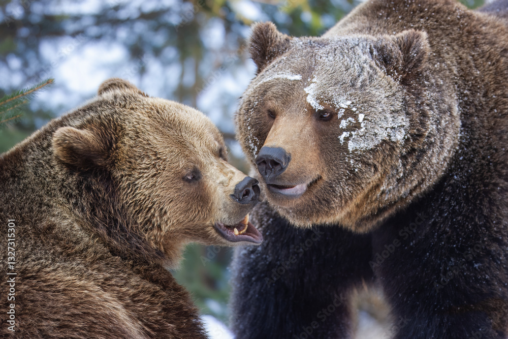 Obraz premium European brown bear fighting (Ursus arctos arctos), animal scenting, winter, Bavarian Forest National Park, Germany, Europe