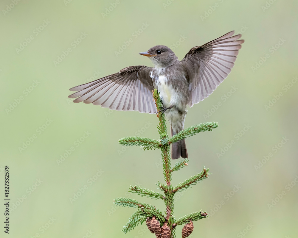 Obraz premium Olive-sided flycatcher (Contopus cooperi), a migratory species that travels from South to North America to breed during the summer. It is a very agile flyer, consumes flying insects on flight.