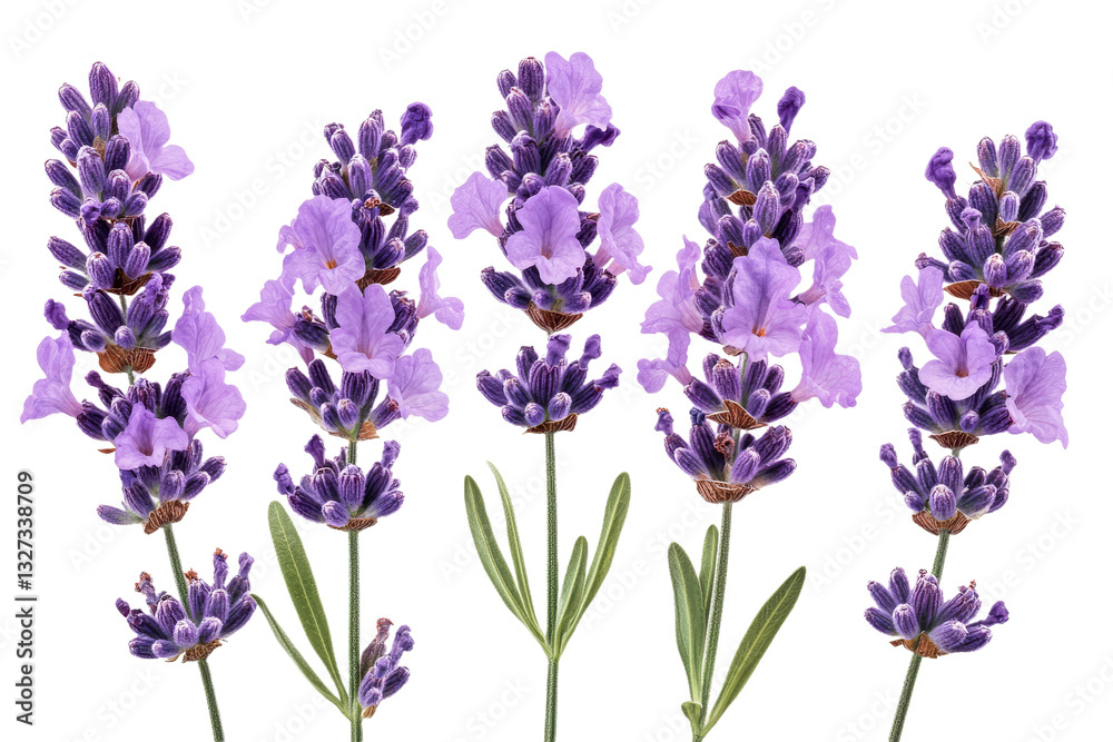 Row of lavender flowers on clear background Row of lavender flowers on clear background