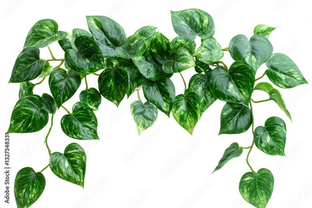 Heart shaped green leaves on a transparent background Heart shaped green leaves on a transparent background