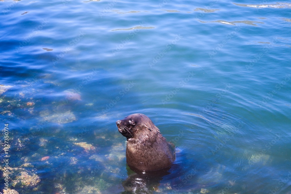 Obraz premium Sea Lion in the ocean facing away from the camera and basking in the sun.