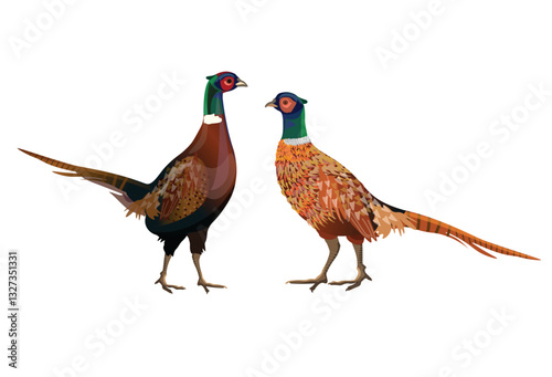Two male ring-necked pheasants. Vector illustration isolated on white background