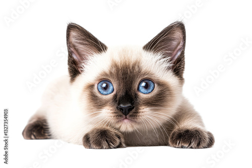Cute Siamese kitten with striking blue eyes relaxing