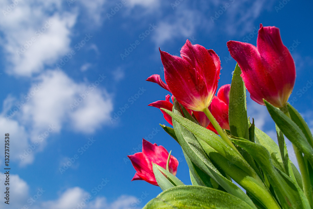 Fototapeta premium A vibrant red tulips with lush green leaves and many dew drops under a bright blue sky speckled with fluffy white clouds, capturing the essence of springtime fresh and beauty