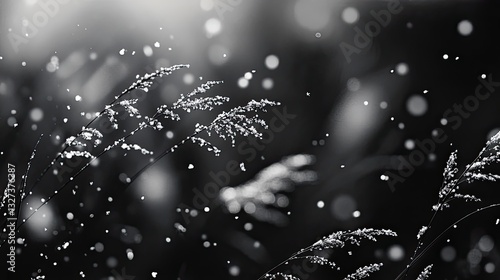 Grasses in the Winter Sunlight; Soft focus; Winter field; Use in nature/environment theme photo