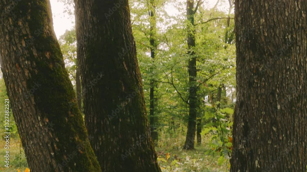 Tree with moss growing on it and leaves on the ground