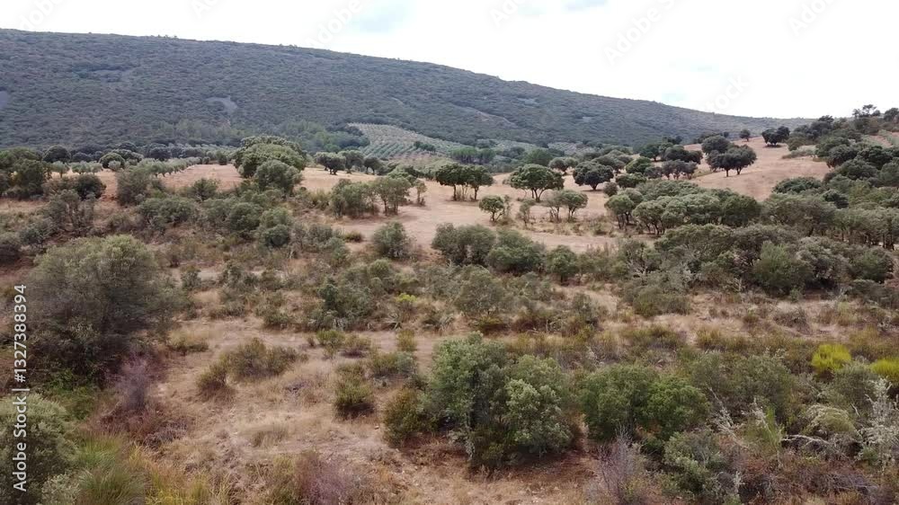 Aerial Drone View from Right to Left Over a Farm with Mediterranean Forest and Dehesa in Castilla-La Mancha - 607
Aerial Drone View from Right to Left Over a Farm with Mediterranean Forest and Dehesa in Castilla-La Mancha - 607