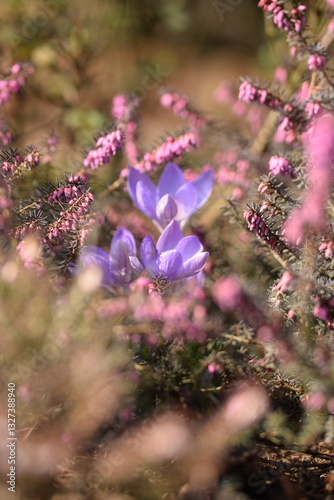 Crocuses blooming among erica shrubs, early spring flowers in bloom. Pink and purple spring  flowers.