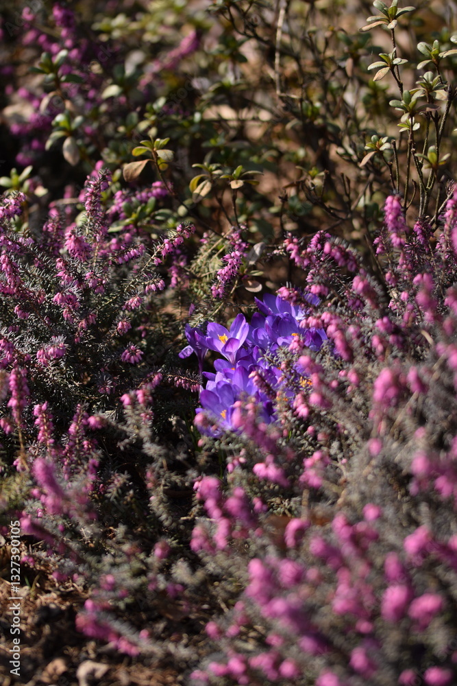 Obraz premium Crocuses blooming among erica shrubs, early spring flowers in bloom. Pink and purple spring flowers.