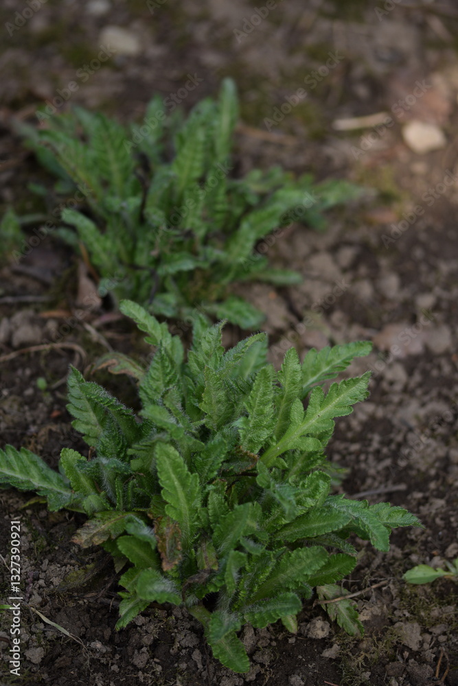 Oriental poppy plants on spring, spring garden with perennial plants. Oriental poppy plants on spring, spring garden with perennial plants.