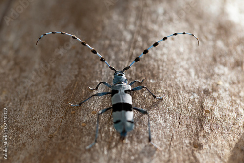 Fotografie close up of a female Alpenboktor, Rosalia longicorn (Rosalia alpina) on a sycamo