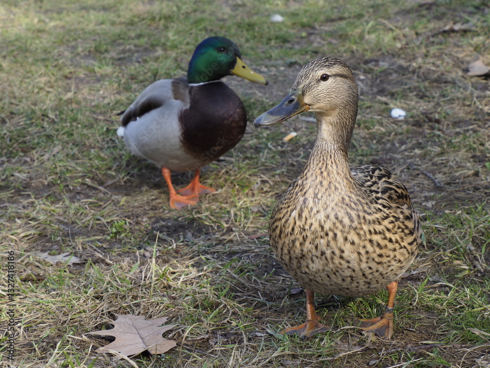 Mallard Ducks on Green Grass in a Sunlit Park During Early Spring Mallard Ducks on Green Grass in a Sunlit Park During Early Spring