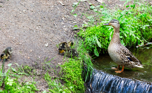 A cute family of geese near the water in the local wildlife park, where the grass serves as the leading edge.