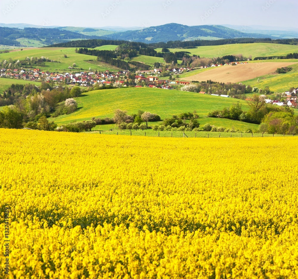 Field of rapeseed, canola or colza Field of rapeseed, canola or colza