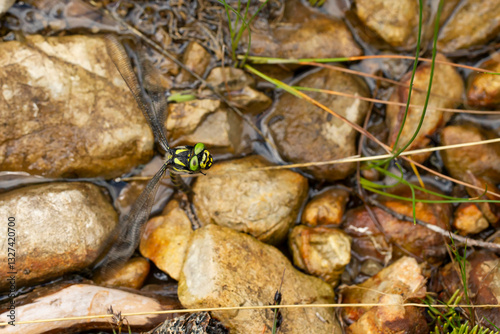 Female golden-ringed dragonfly (cordulegaster boltonii) laying eggs in a small rivulet or runlet close to the spring