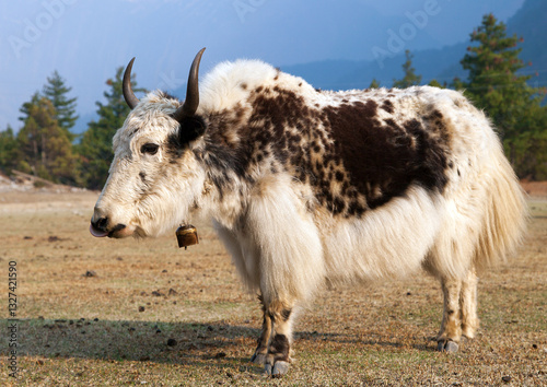 White and Brown yak on meadow photo