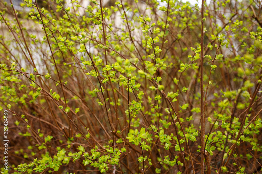 Dense cluster of thin brown branches with bright green leaves sprouting, spring growth and renewal. Vivid contrast between branches and fresh foliage. Ideal for botanical design, nature backgrounds, Dense cluster of thin brown branches with bright green leaves sprouting, spring growth and renewal. Vivid contrast between branches and fresh foliage. Ideal for botanical design, nature backgrounds,