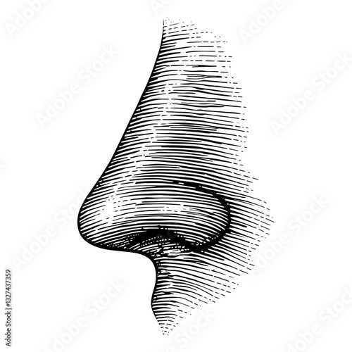 Vintage nose engraved eye in black and white for anatomical illustration