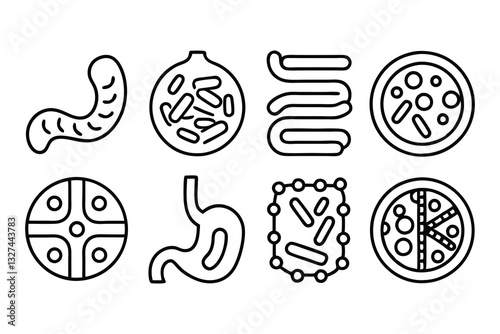 digestion  intestine  stomach  and probiotics edit