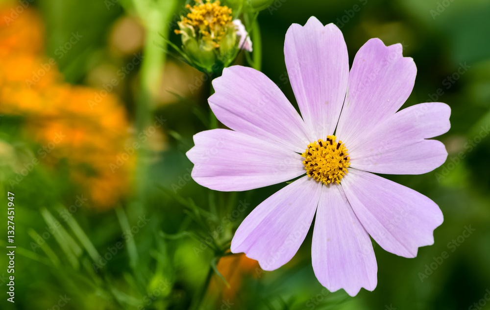 Obraz premium Various garden flowers images. Cosmos flower photos.