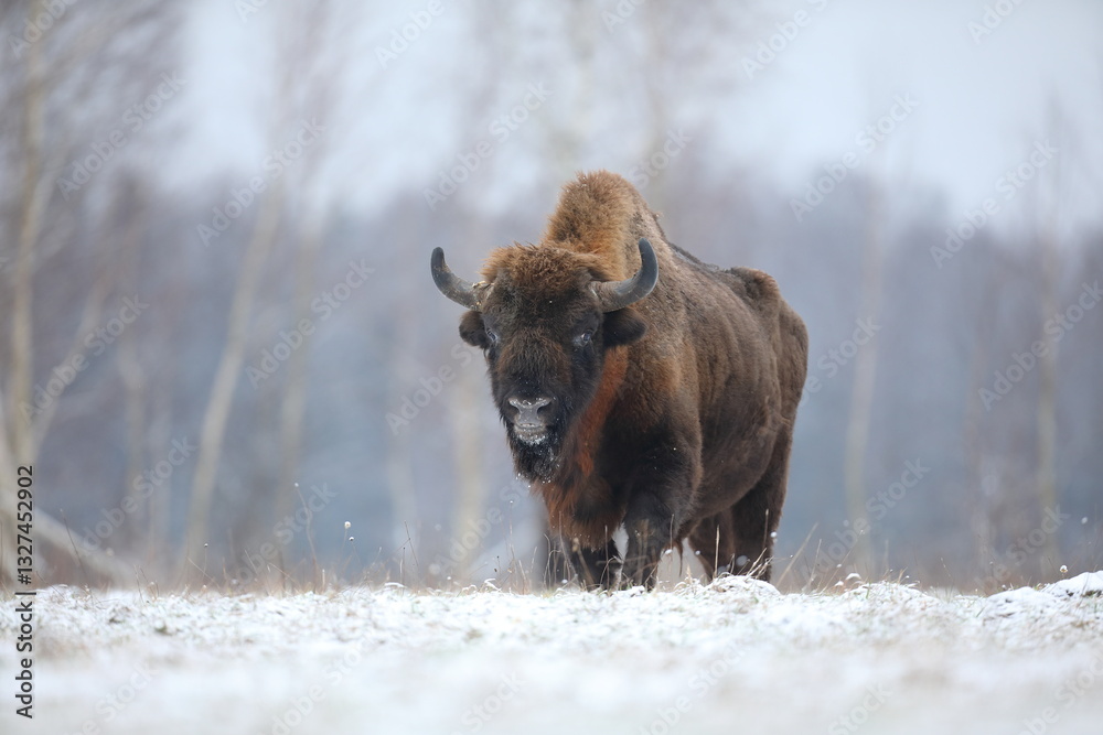 Żubr (Bos bonasus), wisent