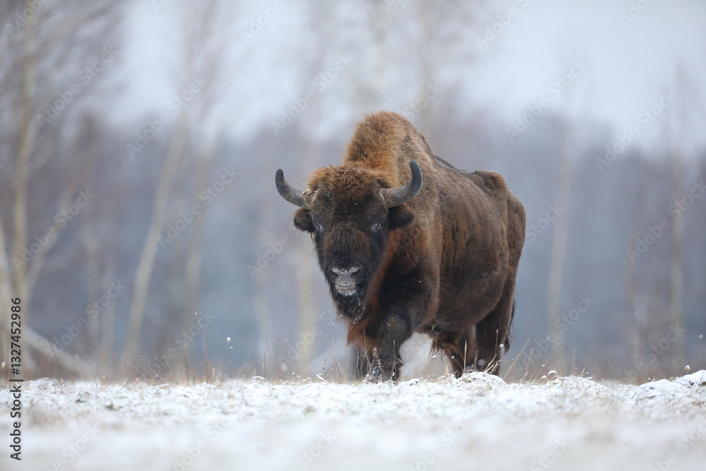 Żubr (Bos bonasus), wisent