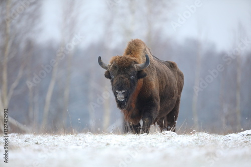 Żubr (Bos bonasus), wisent