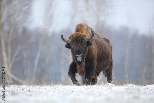 Żubr (Bos bonasus), wisent