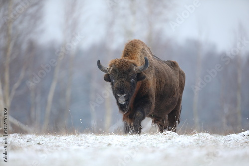 Obraz na płótnie Żubr (Bos bonasus), wisent w salonie