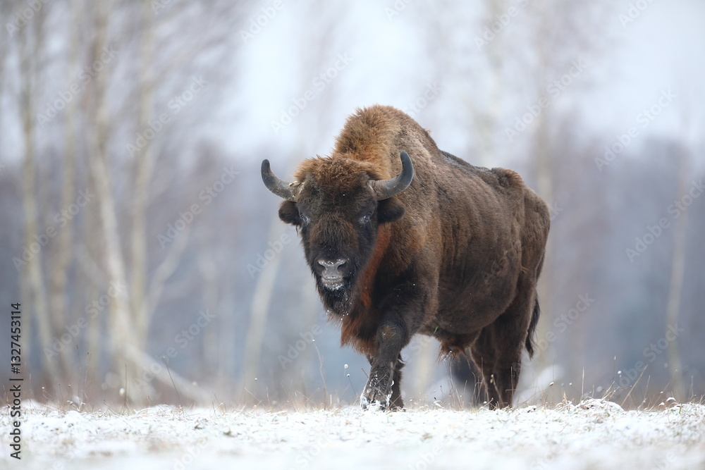 Żubr (Bos bonasus), wisent