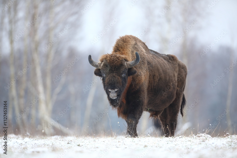 Żubr (Bos bonasus), wisent