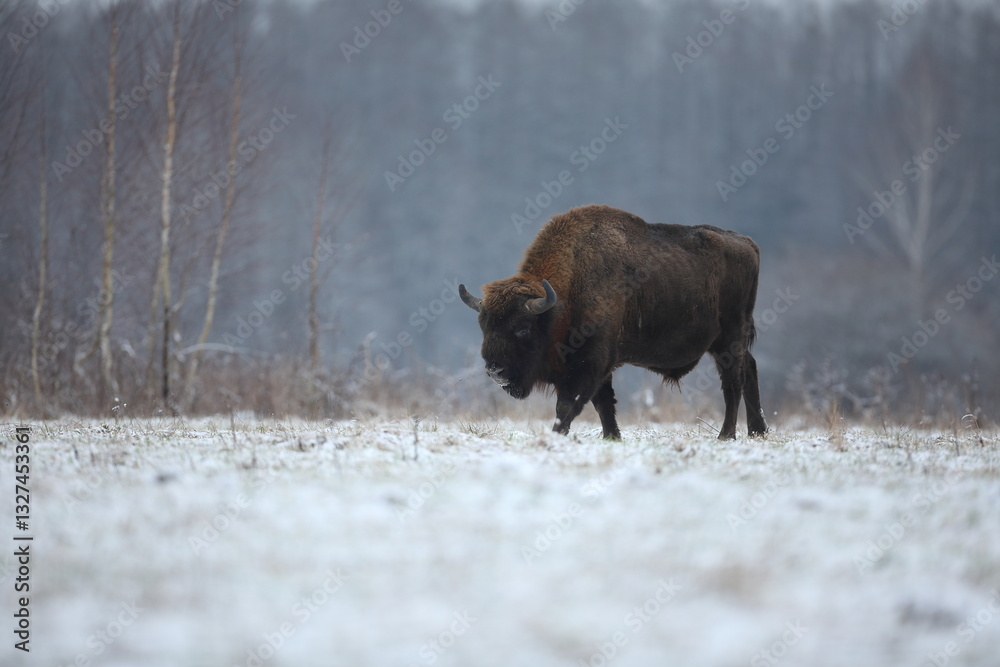 Żubr (Bos bonasus), wisent