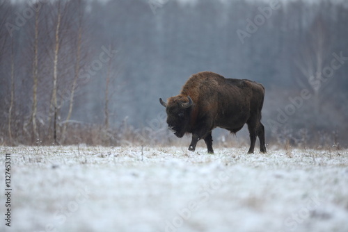 Żubr (Bos bonasus), wisent