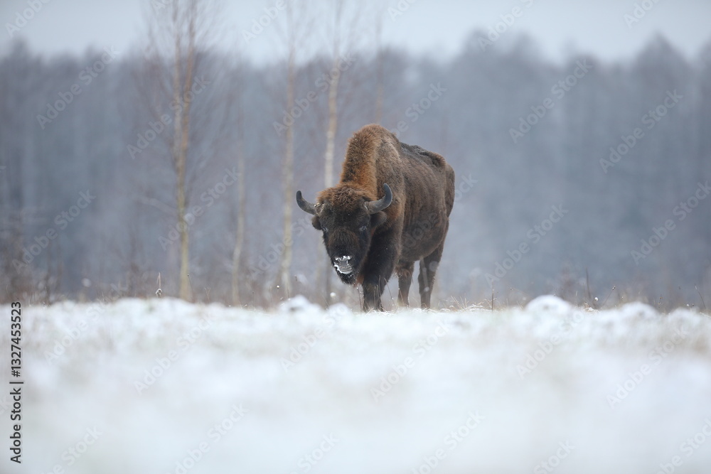 Żubr (Bos bonasus), wisent