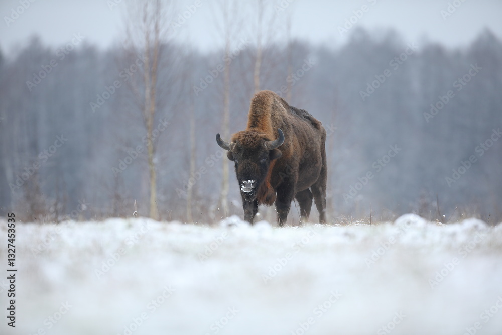 Żubr (Bos bonasus), wisent