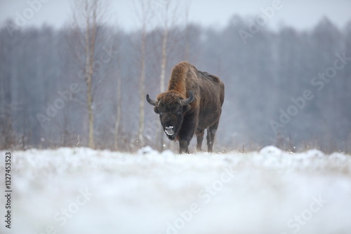 Żubr (Bos bonasus), wisent