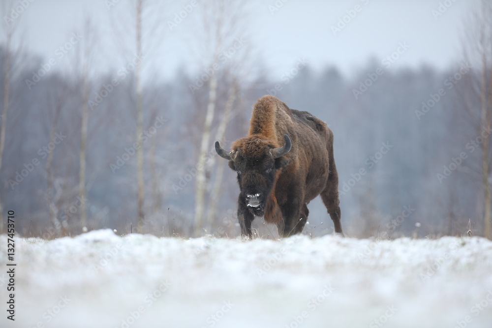 Żubr (Bos bonasus), wisent