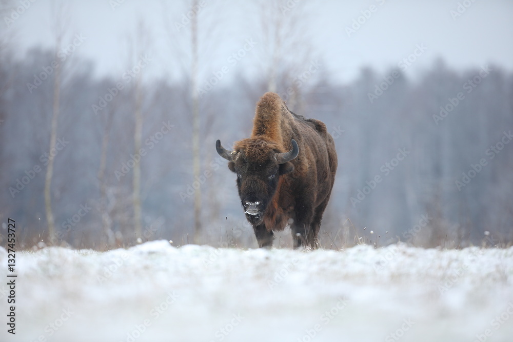 Żubr (Bos bonasus), wisent