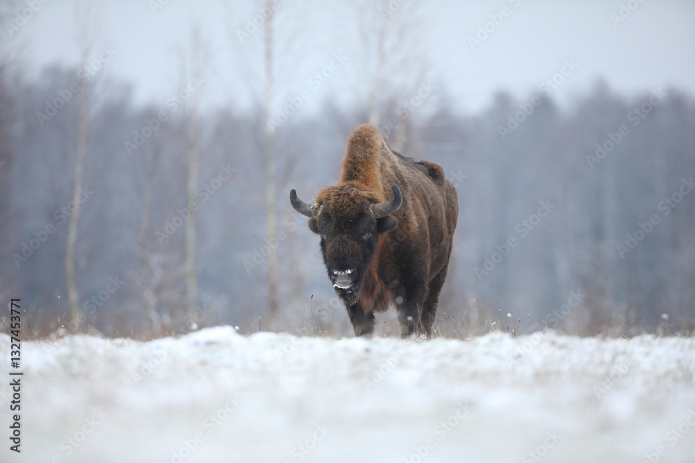 Żubr (Bos bonasus), wisent