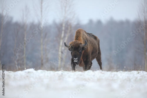Obraz na płótnie Żubr (Bos bonasus), wisent w salonie